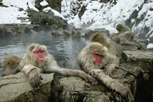 Japanese Macaque Monkeys / Snow Monkeys Relaxing and grooming each other amidst the steam of a hot spring Japan