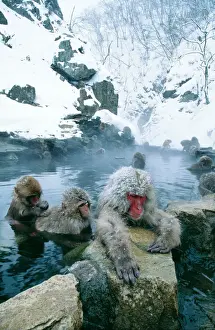 Monkeys Prints: Japanese Macaque Monkeys - in water - Joshinetsu Kogen NP - Honshu - Japan 