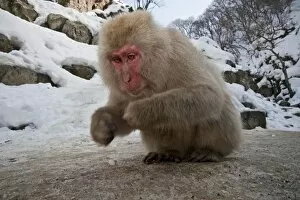 Images Dated 23rd February 2010: Japanese Macaque - picking up food whilst squatting down