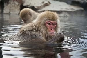 Images Dated 23rd February 2010: Japanese Macaque - in pool with food in hand