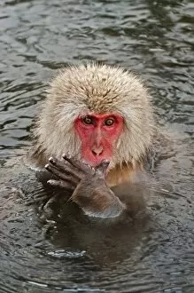 Images Dated 23rd February 2010: Japanese Macaque - in pool putting food in mouth