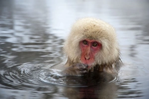 Images Dated 23rd February 2010: Japanese Macaque - in pool putting food in mouth