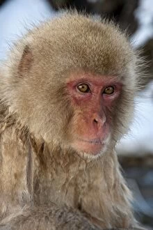 Images Dated 23rd February 2010: Japanese Macaque - portrait