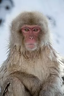Images Dated 23rd February 2010: Japanese Macaque - portrait