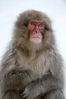 Images Dated 23rd February 2010: Japanese Macaque - portrait with folded arms