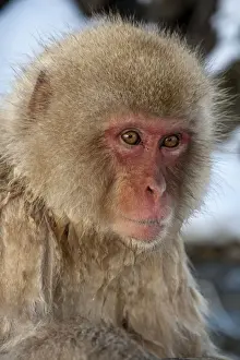 Japanese Macaque - portrait - Jigokudani Park - Japan