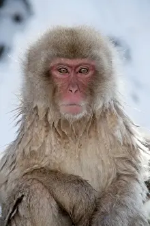 Japanese Macaque - portrait - Jigokudani Park - Japan