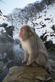 Images Dated 23rd February 2010: Japanese Macaque - sitting on rock at edge of pool - snowy landscape behind