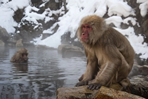 Images Dated 23rd February 2010: Japanese Macaque - sitting on rock at edge of pool - snowy landscape behind