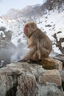 Images Dated 23rd February 2010: Japanese Macaque - sitting on rock at edge of pool - snowy landscape behind