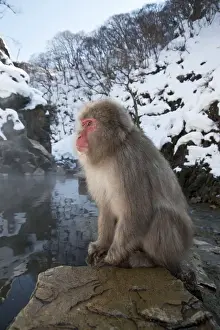 Japanese Macaque - sitting on rock at edge of pool - snowy landscape behind - Jigokudani Park - Japan