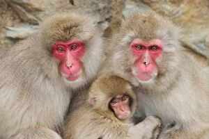 Japanese Macaque / Snow Monkey with baby
