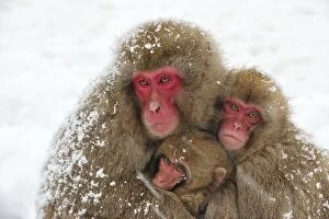 Images Dated 23rd February 2008: Japanese Macaque / Snow Monkey with baby