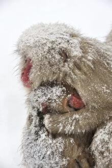Images Dated 23rd February 2008: Japanese Macaque / Snow Monkey with baby