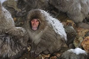 Images Dated 23rd February 2008: Japanese Macaque / Snow Monkey baby