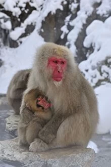 Images Dated 22nd February 2008: Japanese Macaque / Snow Monkey baby breastfeeding