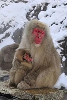 Japanese Macaque / Snow Monkey baby breastfeeding