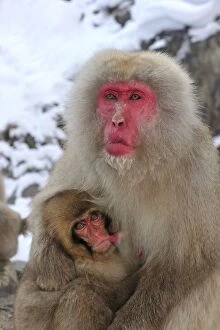 Images Dated 22nd February 2008: Japanese Macaque / Snow Monkey baby breastfeeding