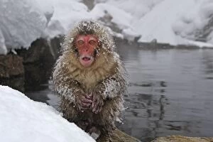 Japanese Macaque / Snow Monkey baby calling in hot springs