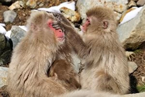 Japanese Macaque / Snow Monkey with baby grooming