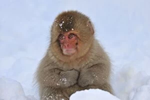 Images Dated 21st February 2008: Japanese Macaque / Snow Monkey baby in snow