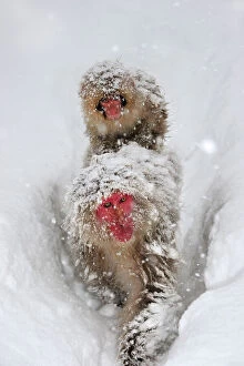 Japanese Macaque / Snow Monkey with baby in snow