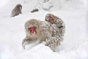 Images Dated 24th February 2008: Japanese Macaque / Snow Monkey with baby in snow