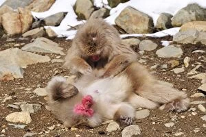 Japanese Macaque / Snow Monkey grooming