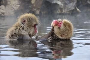Japanese Macaque / Snow Monkey grooming in hot springs