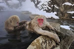 Images Dated 22nd February 2008: Japanese Macaque / Snow Monkey grooming in hot springs