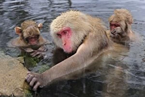 Images Dated 23rd February 2008: Japanese Macaque / Snow Monkey grooming in hot springs