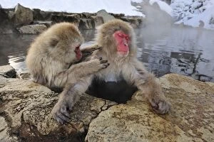 Images Dated 21st February 2008: Japanese Macaque / Snow Monkey grooming in hot springs