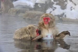 Images Dated 21st February 2008: Japanese Macaque / Snow Monkey grooming in hot springs