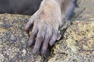 Japanese Macaque / Snow Monkey hand