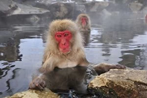 Japanese Macaque / Snow Monkey in hot springs