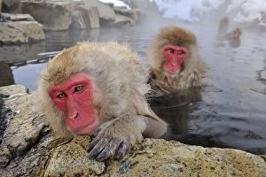 Images Dated 21st February 2008: Japanese Macaque / Snow Monkey in hot springs