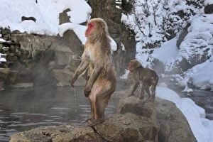 Images Dated 21st February 2008: Japanese Macaque / Snow Monkey in hot springs