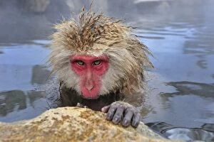 Images Dated 22nd February 2008: Japanese Macaque / Snow Monkey in hot springs