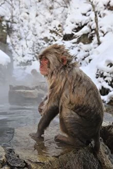 Images Dated 22nd February 2008: Japanese Macaque / Snow Monkey in hot springs