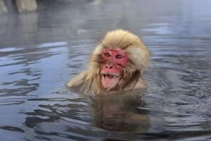 Images Dated 22nd February 2008: Japanese Macaque / Snow Monkey in hot springs calling