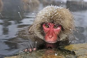 Images Dated 23rd February 2008: Japanese Macaque / Snow Monkey in hot springs