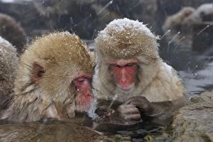 Images Dated 23rd February 2008: Japanese Macaque / Snow Monkey in hot springs