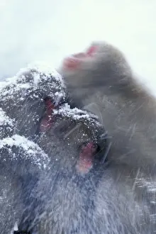Huddling Prints: Japanese Macaque / Snow Monkey - Huddling for warmth - Joshinetsu Kogen National Park - Shiga Highlands - Honshu