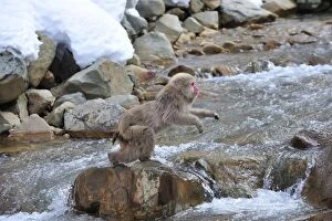 Images Dated 23rd February 2008: Japanese Macaque / Snow Monkey jumping over a stream