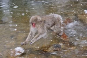 Images Dated 24th February 2008: Japanese Macaque / Snow Monkey jumping over a stream
