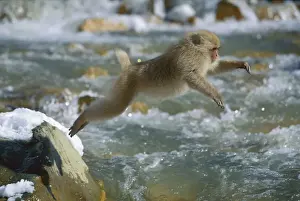 Japanese Macaque / Snow Monkey - Jumping across stream - Joshinetsu Kogen National Park - Shiga Highlands - Honshu - Japan JPF38876