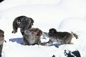 Japanese Macaque / Snow Monkey - Playing in the snow - Joshinetsu Kogen National Park - Shiga Highlands - Honshu - Japan JPF38874