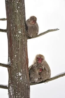 Images Dated 24th February 2008: Japanese Macaque / Snow Monkey sitting in tree with