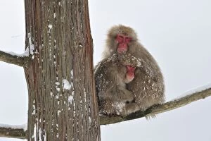 Japanese Macaque / Snow Monkey sitting in tree with