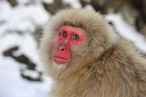 Images Dated 21st February 2008: Japanese Macaque / Snow Monkey in snow